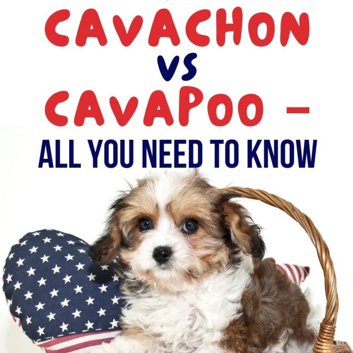 Cavapoochon Vs. Cavachon Vs. Cavapoo – All You Need To Know