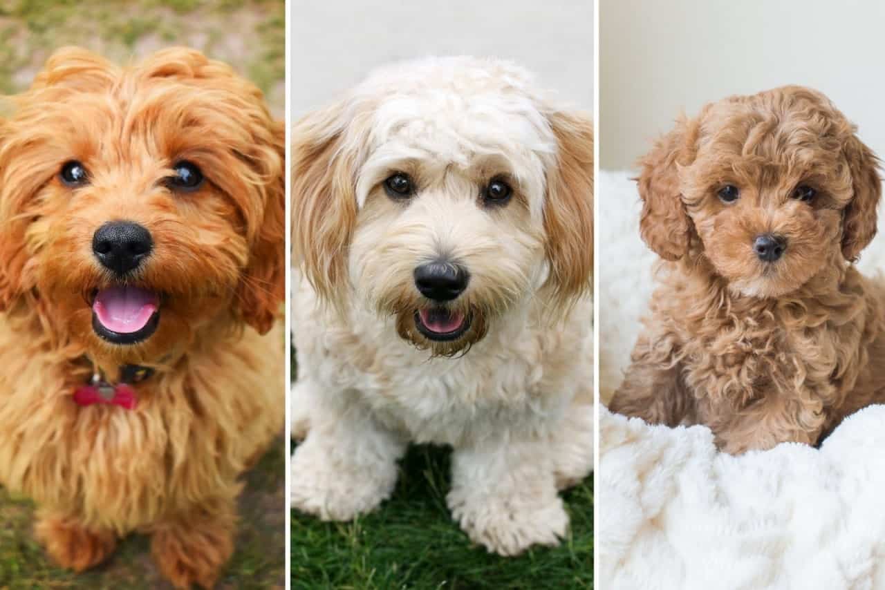 cute little Cavapoochon, Cavachon and Cavapoo dogs