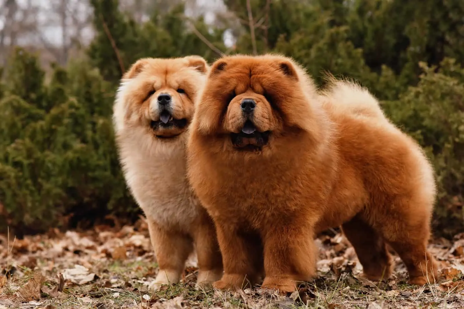 Chow Chow dogs in forest