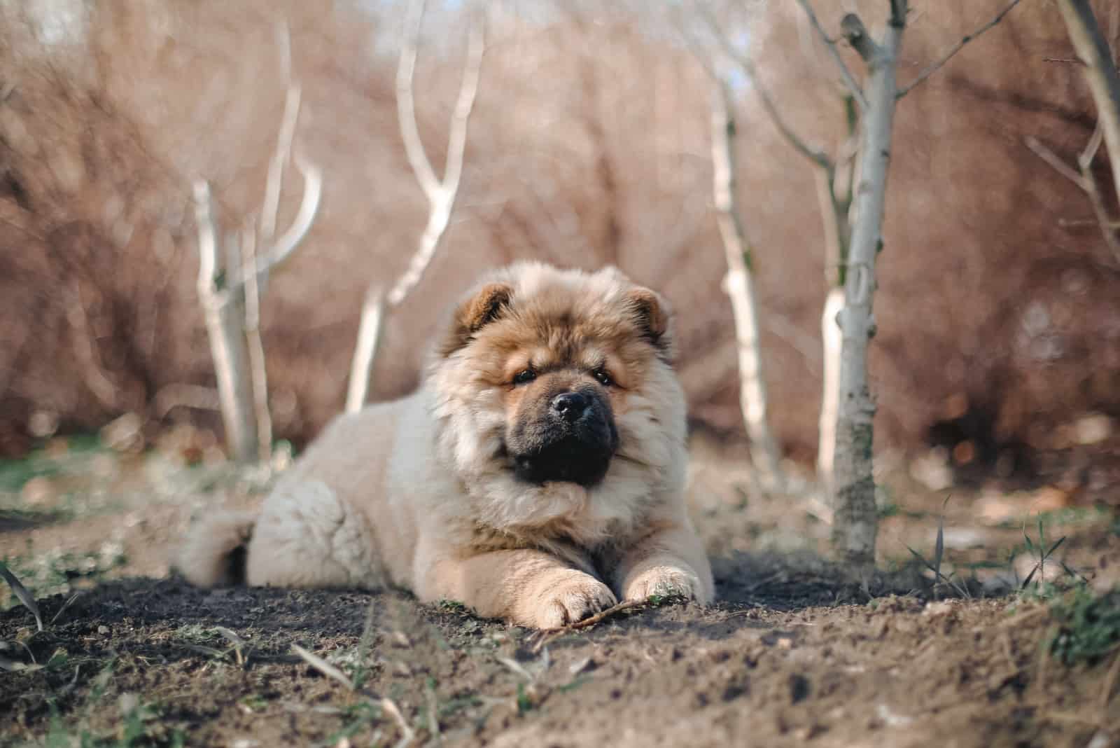 Chow chow puppy dog laying in the park
