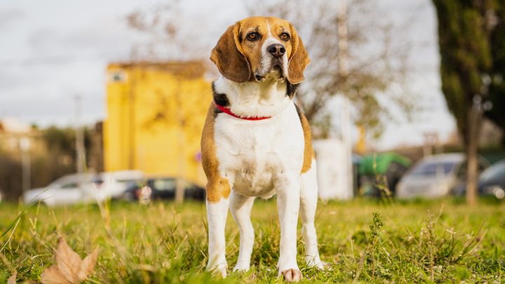 beagle coonhound mix