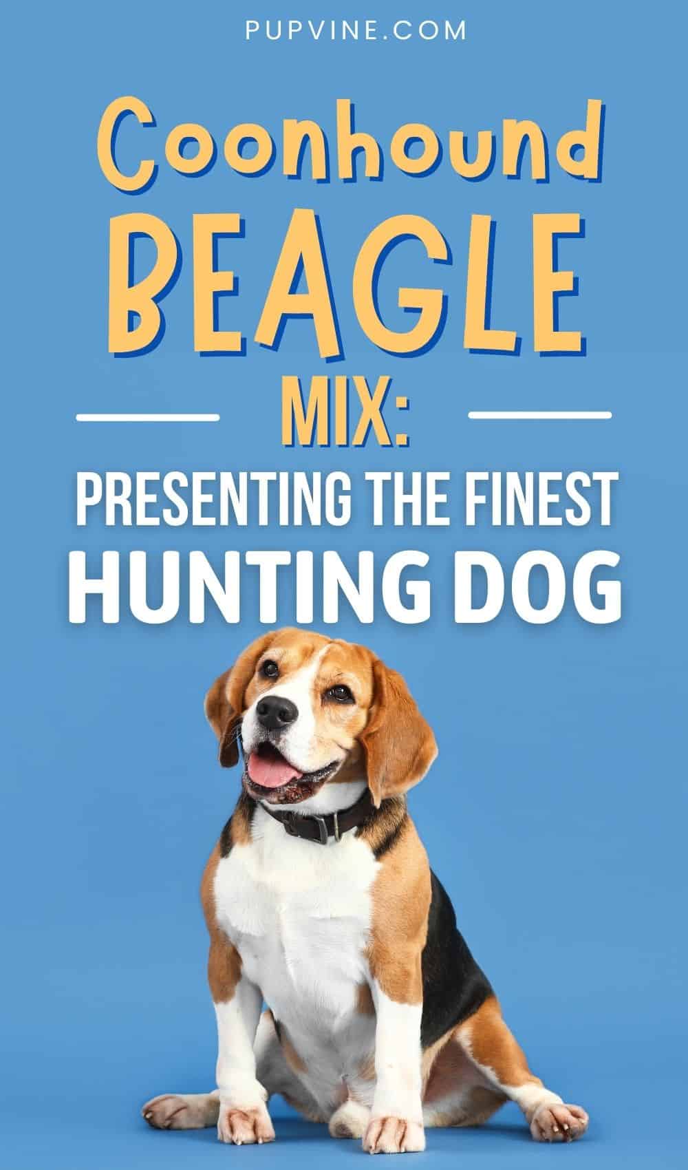 Coonhound Beagle Mix – Is This The Best Beagle Mix?