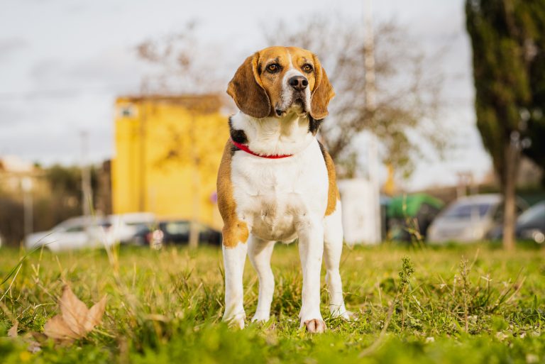 A beautiful hunting dog is standing in the grass