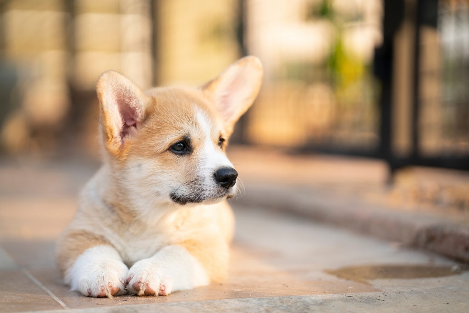 How Much Do Corgis Cost Prices And Expenses Calculated