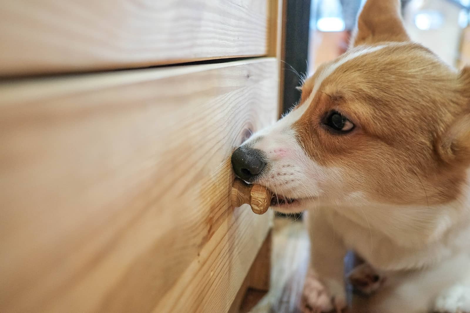 Corgi bites the wooden handle of the furniture