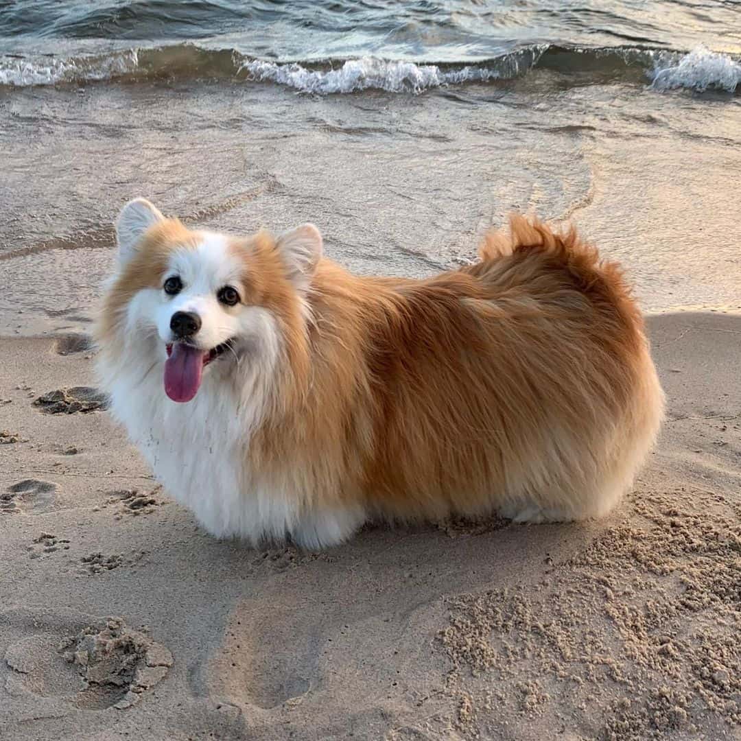 Corgis on the beach