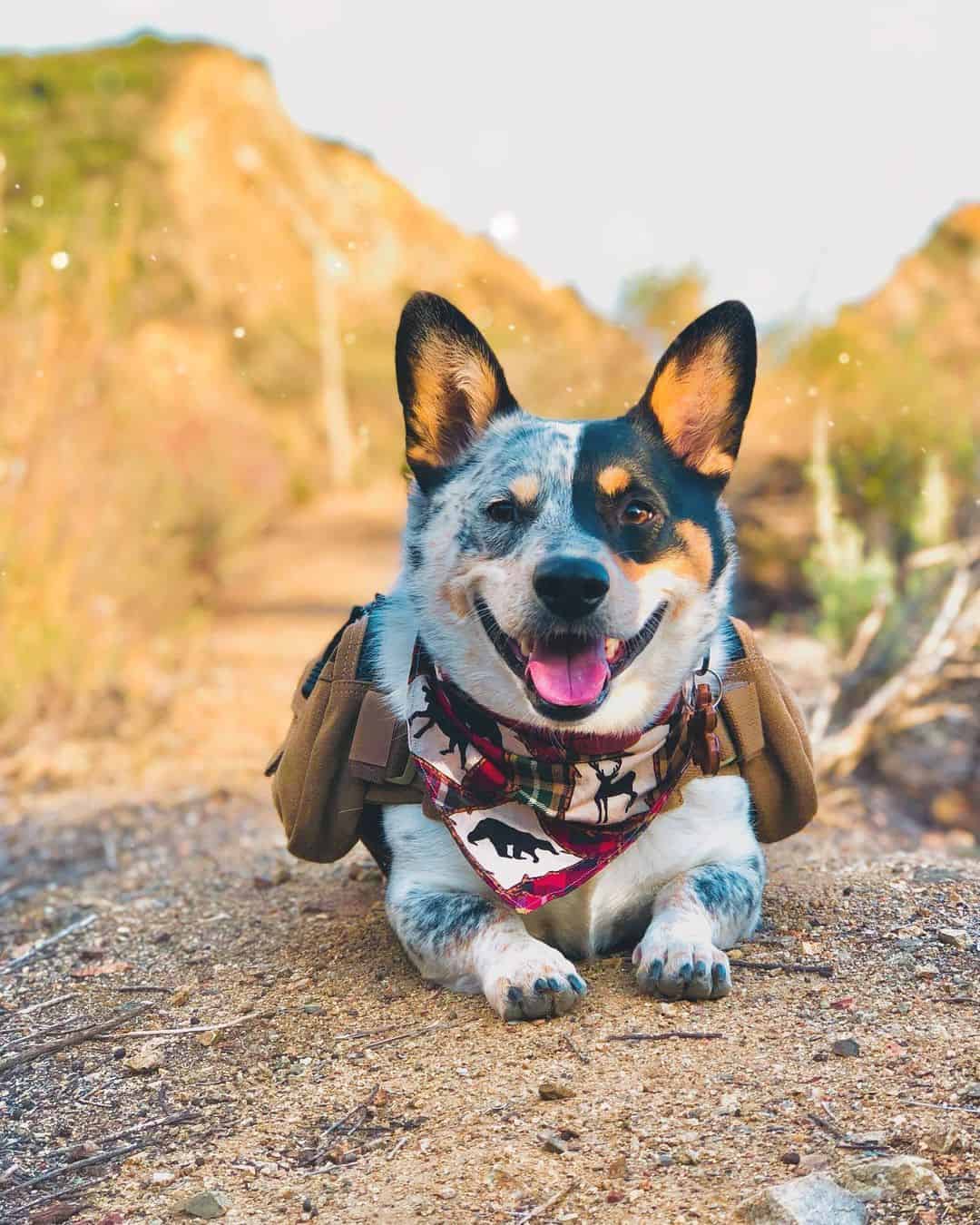 Cowboy Corgi dog outdoors