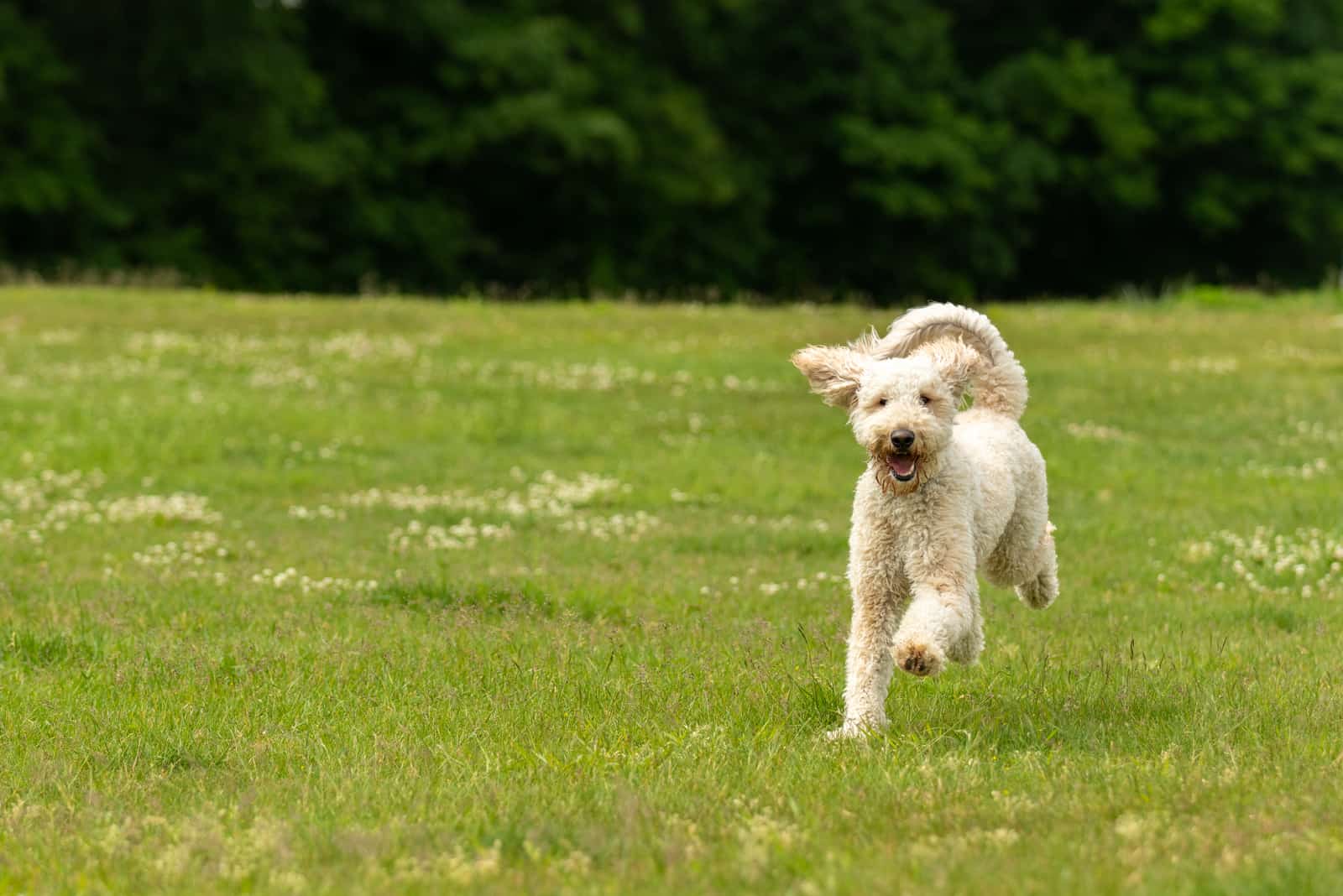 Cream Goldendoodle runs across the field