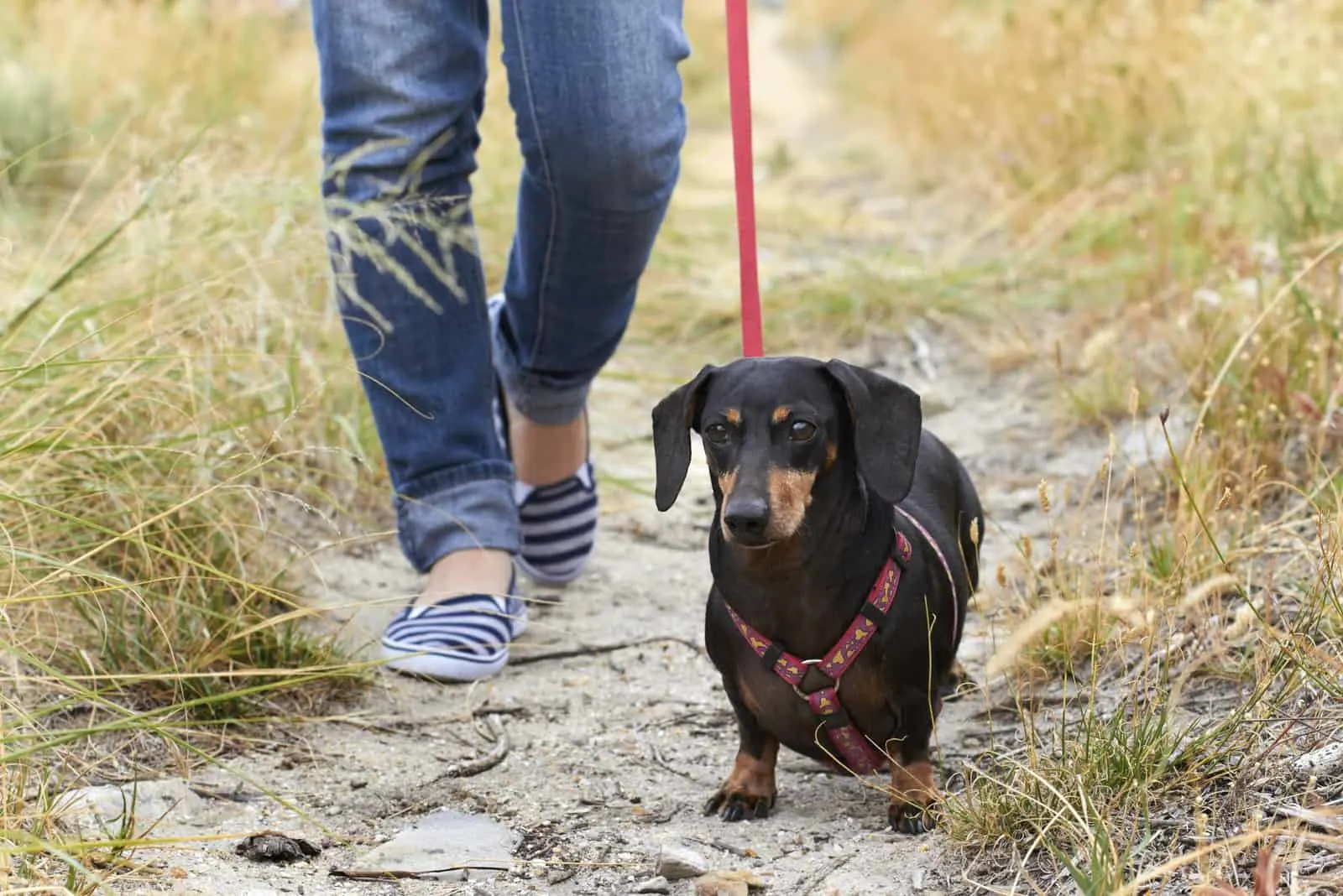 Dachshund dog walking with owner