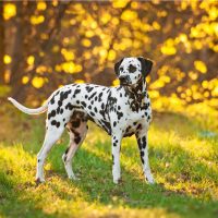 dalmatian dog in park at sunset