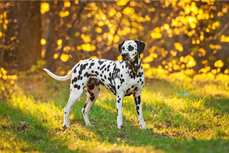 dalmatian dog in park at sunset