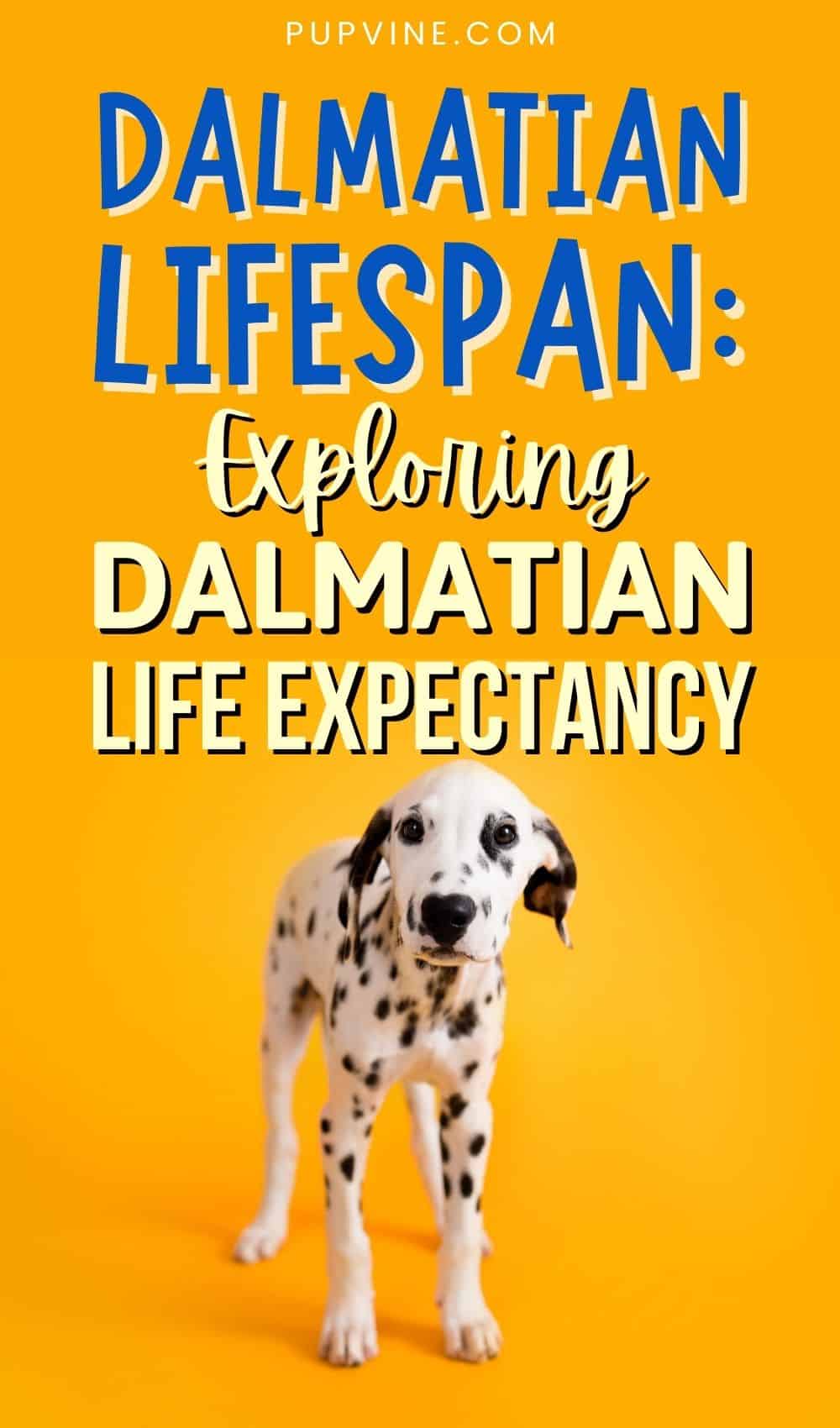 Dalmatian Lifespan: Exploring Dalmatian Life Expectancy