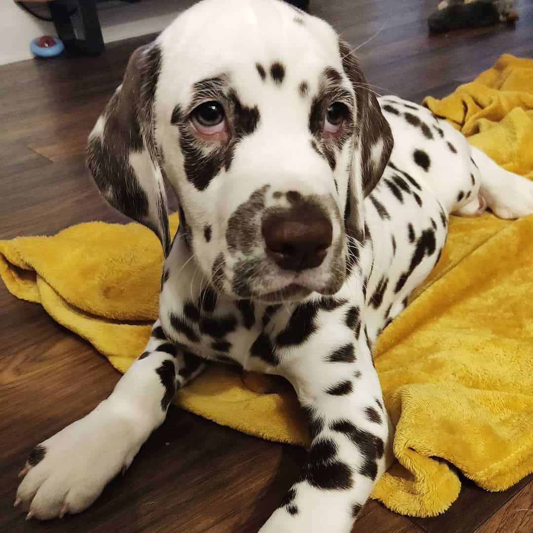 Dalmatian lying at home