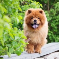 chow chow dog on the bench