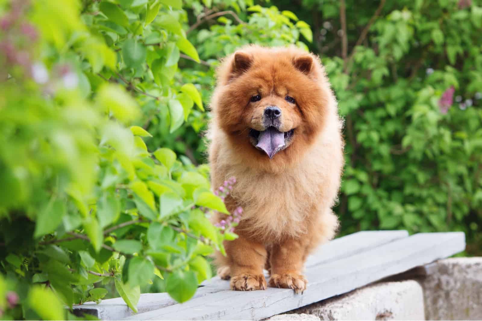 chow chow dog on the bench