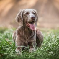 a beautiful Weimaraner dog lying on the grass