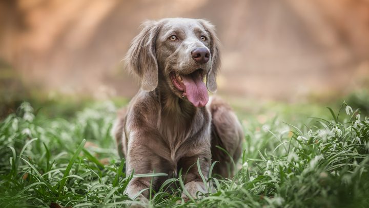 Do Weimaraners Shed? Advice On Grooming Your Weimaraner