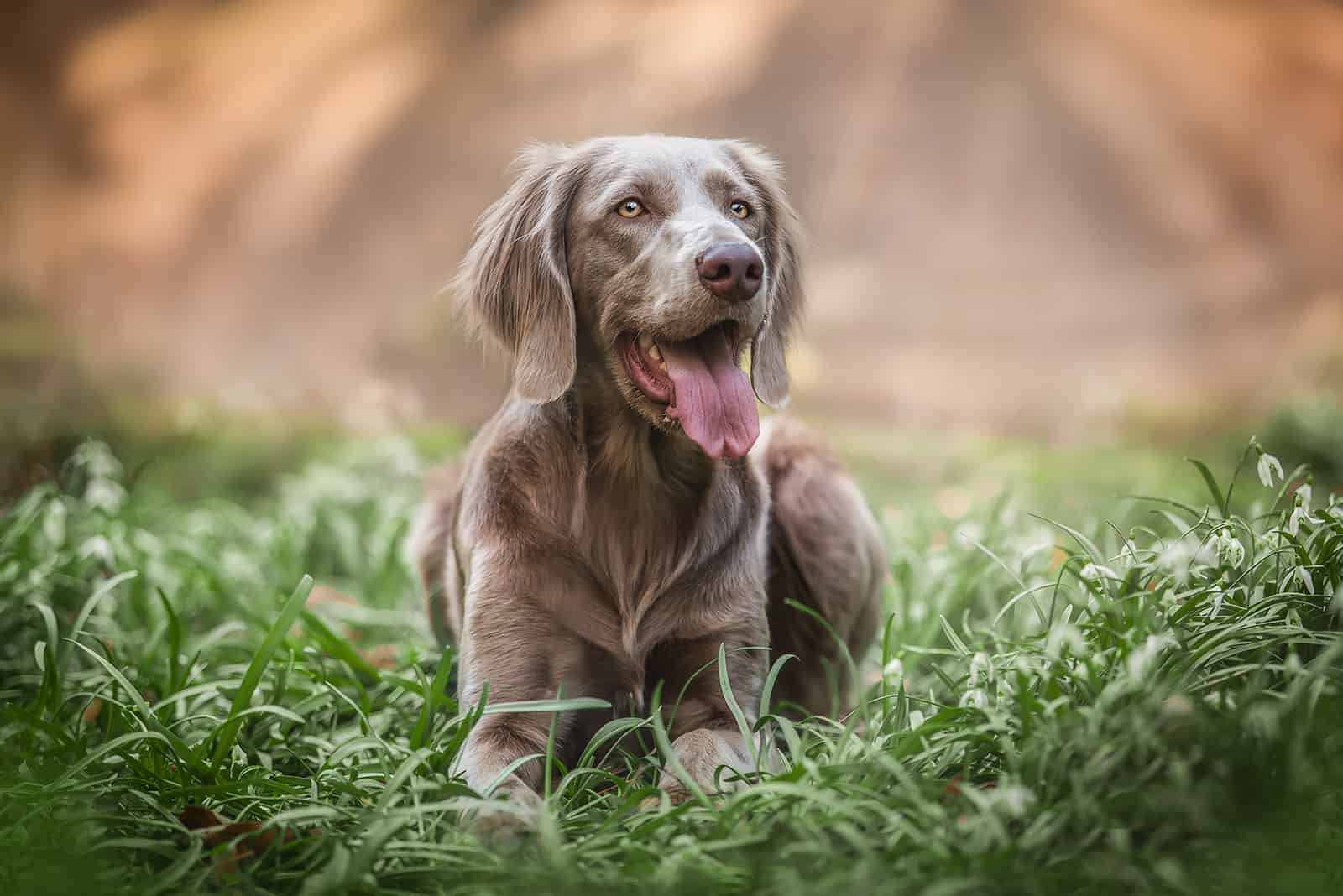 Do Weimaraners Shed? Advice On Grooming Your Weimaraner