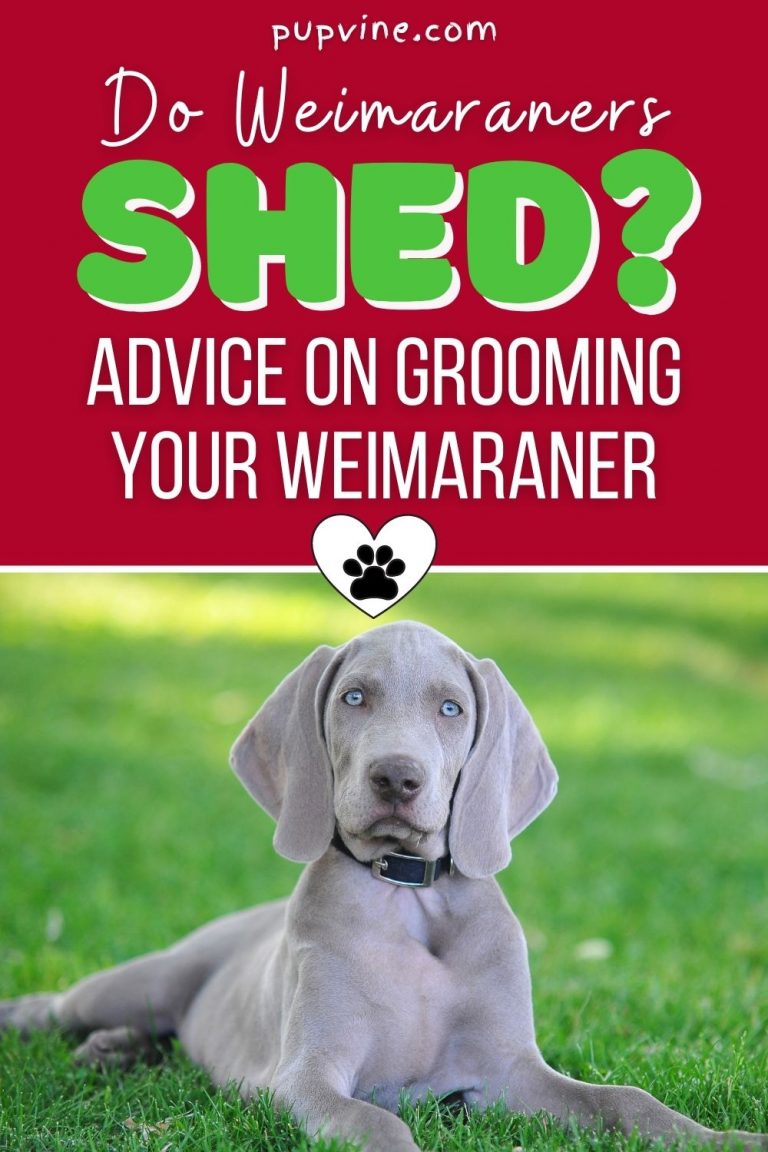 Picture of Do Weimaraners Shed? Advice On Grooming Your Weimaraner