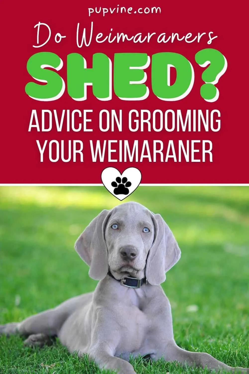 Do Weimaraners Shed? Advice On Grooming Your Weimaraner