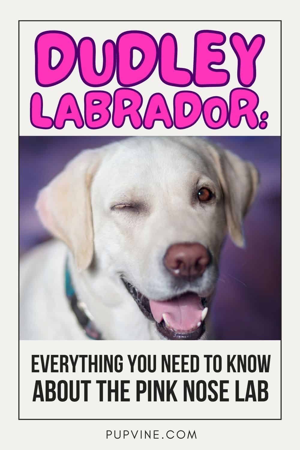 Dudley Labrador: Everything You Need To Know About The Pink Nose Lab