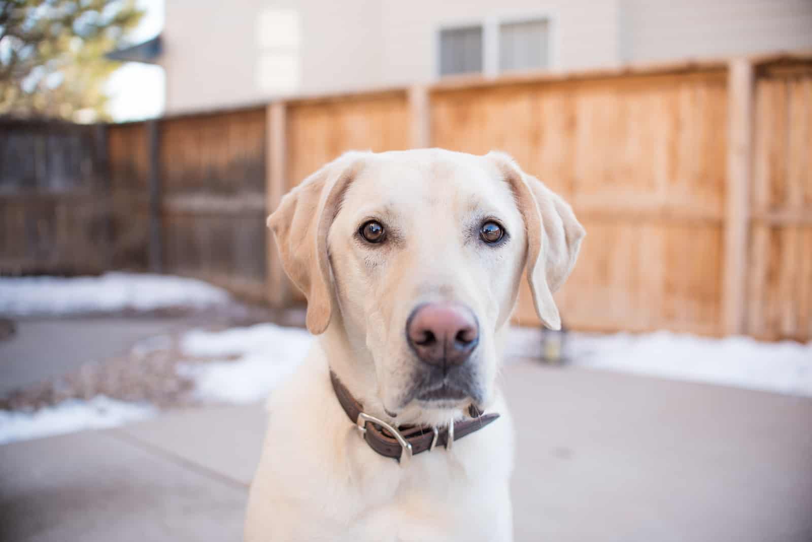 do labradors noses change color