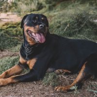 female Rottweiler lies in the woods