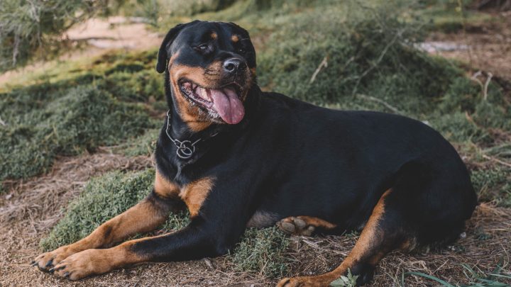 Rottweiler kutyák