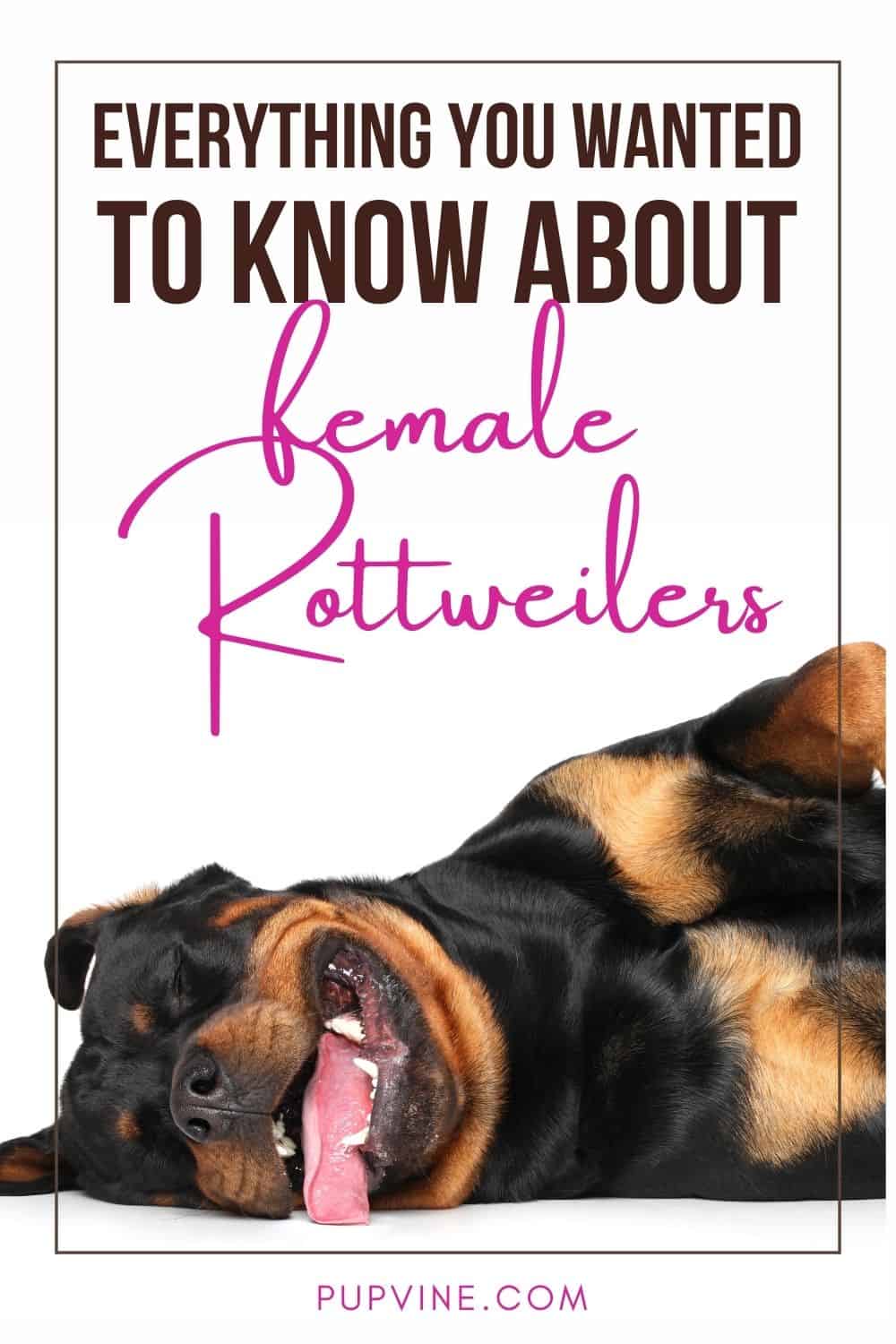 Everything You Wanted To Know About Female Rottweilers