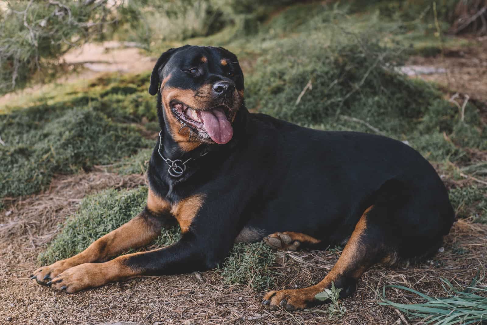 female Rottweiler lies in the woods