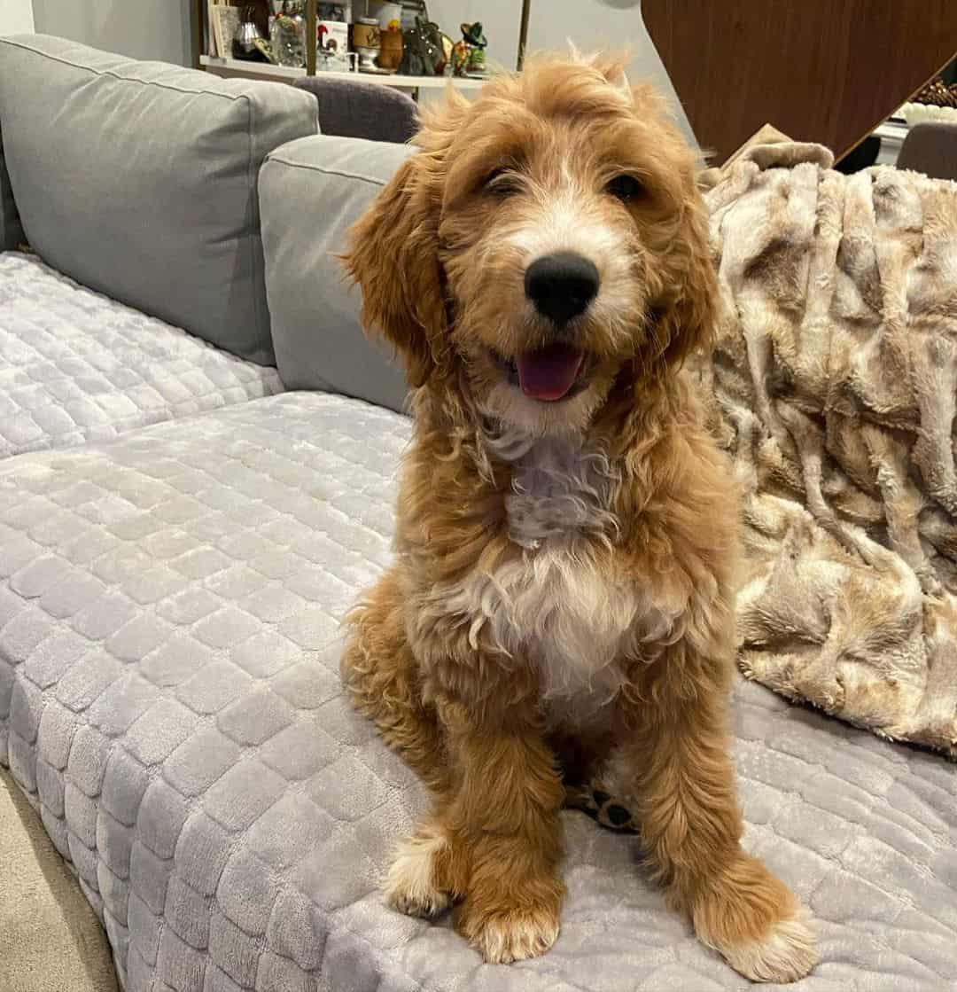 F1 Mini Goldendoodle