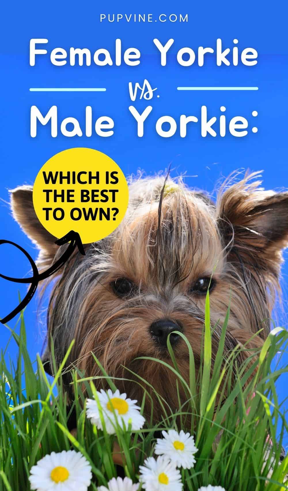 Female Yorkie Vs. Male Yorkie Which Is The Best To Own