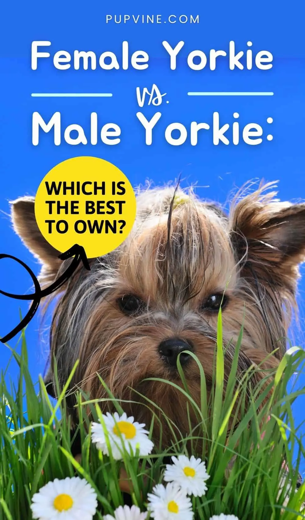 Female Yorkie Vs. Male Yorkie Which Is The Best To Own
