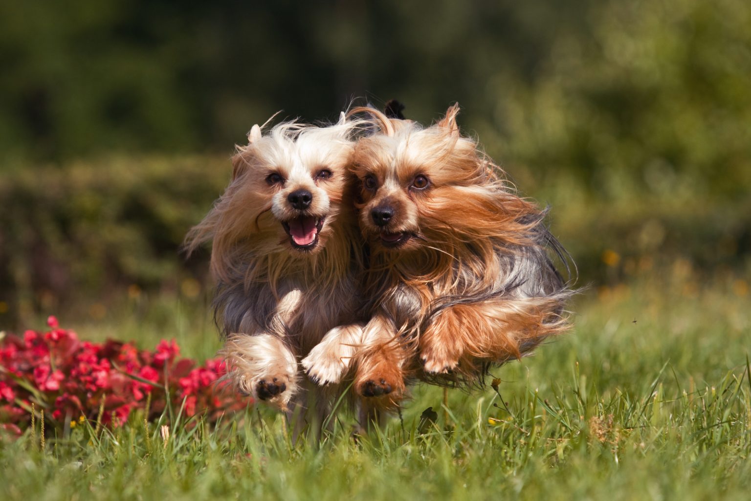 Female Yorkie Vs. Male Yorkie Which Is The Best To Own?