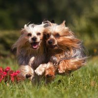 Two Yorkshire terrier dogs run across the meadow