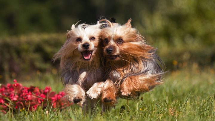 Female Yorkie Vs. Male Yorkie: Which Is The Best To Own?