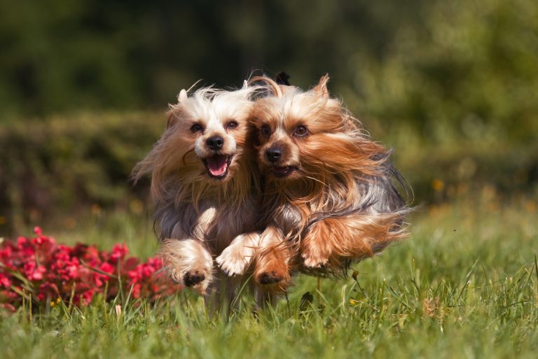 Two Yorkshire terrier dogs run across the meadow