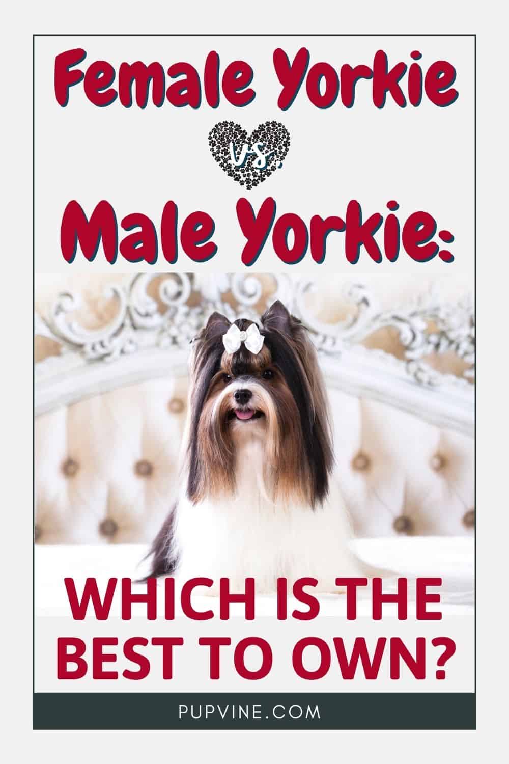 Female Yorkie Vs. Male Yorkie: Which Is The Best To Own?
