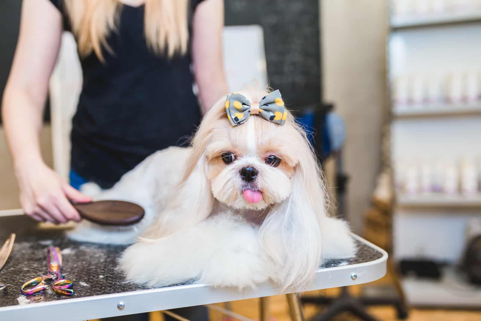 Female groomer brushing Shih Tzu at grooming salon