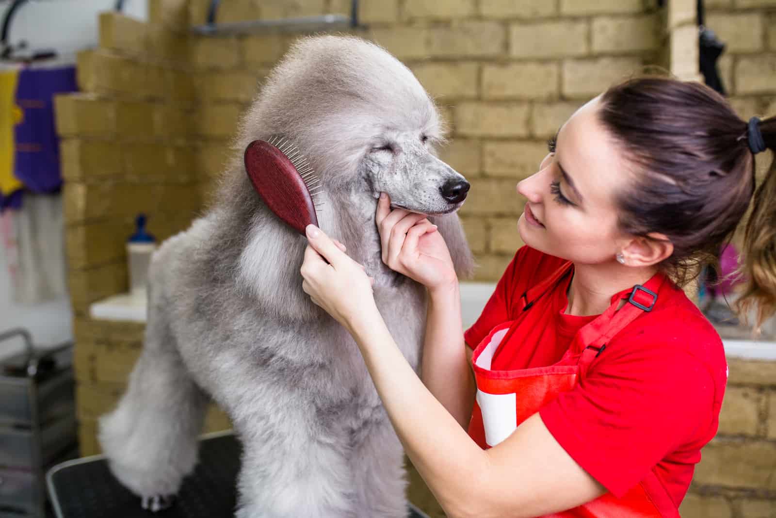 Female groomer brushing standard grey poodle