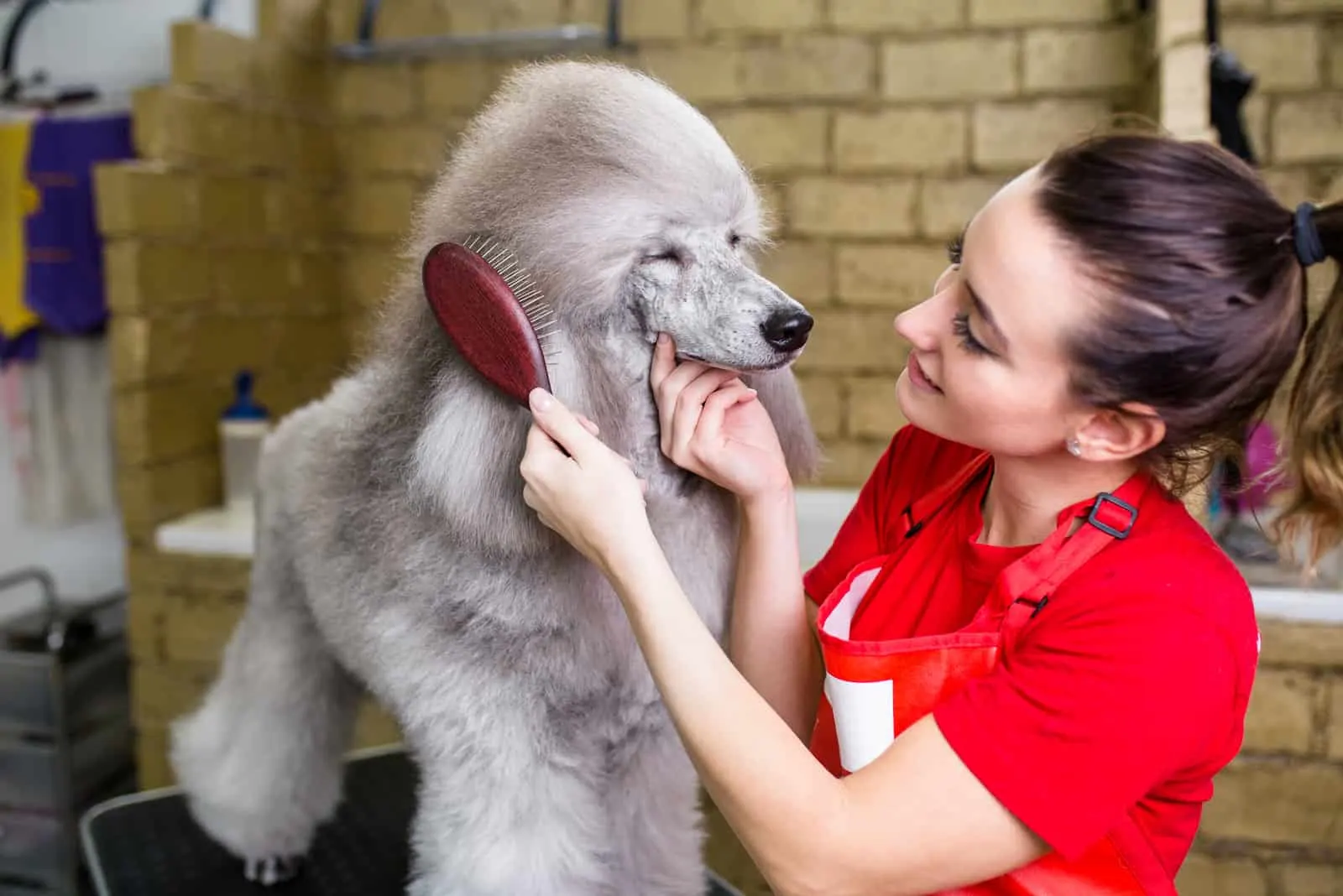 Female groomer brushing standard grey poodle