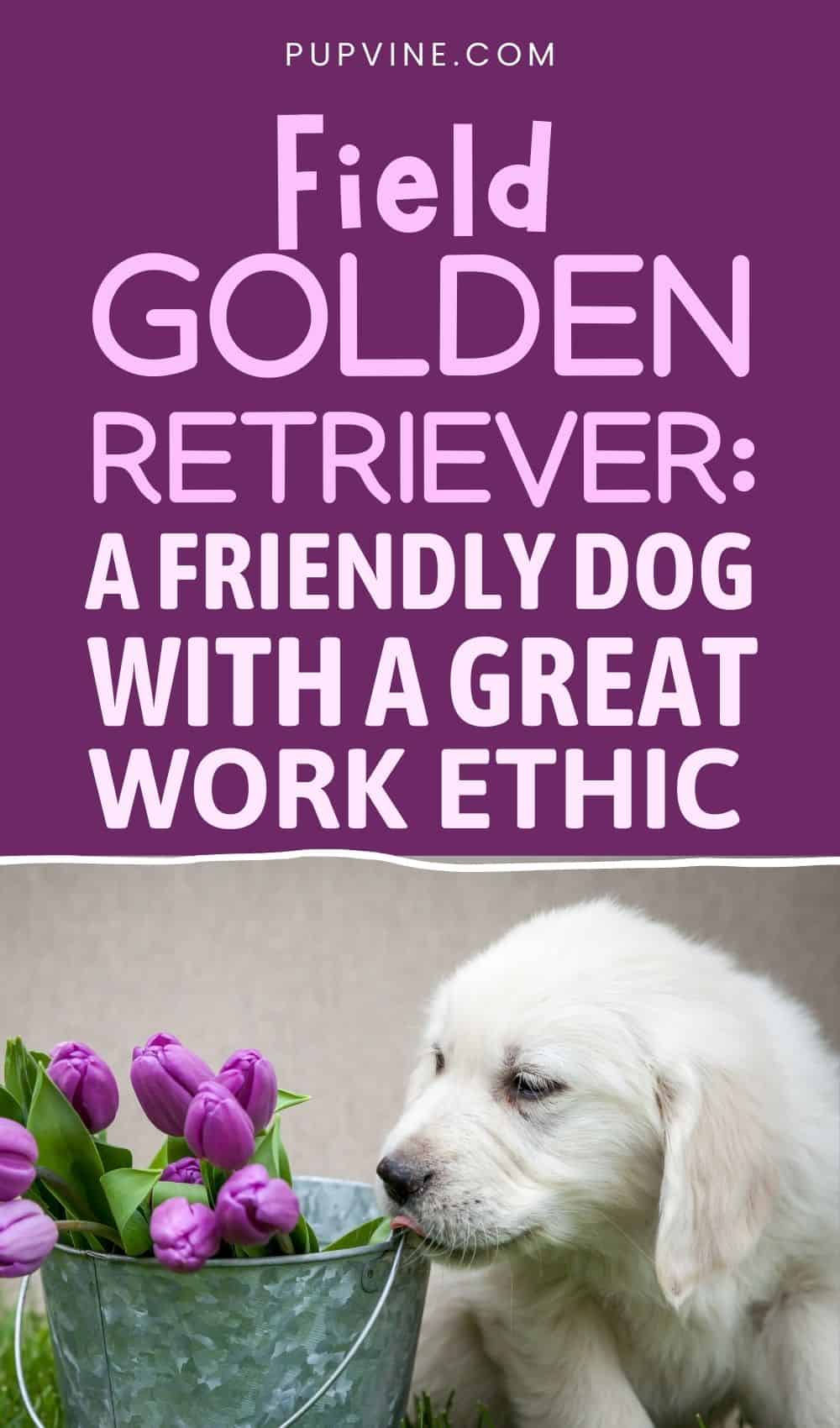 Field Golden Retriever A Friendly Dog With a Great Work Ethic