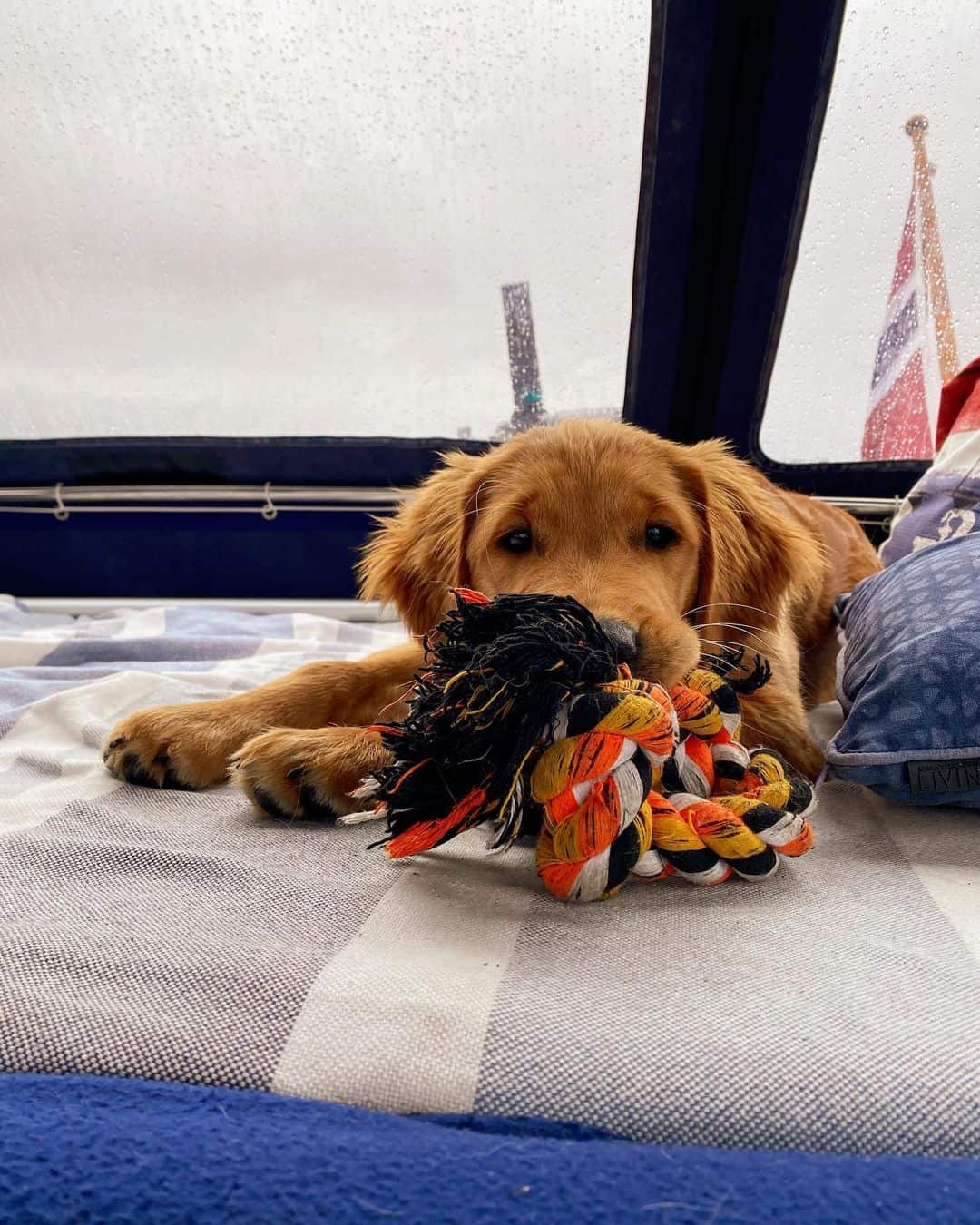 Field Golden Retriever playing with toy