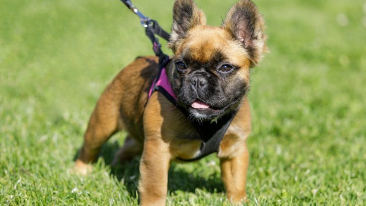 Fluffy French Bulldogs