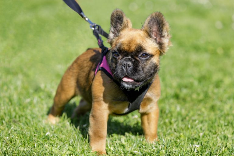 french bulldog on a leash
