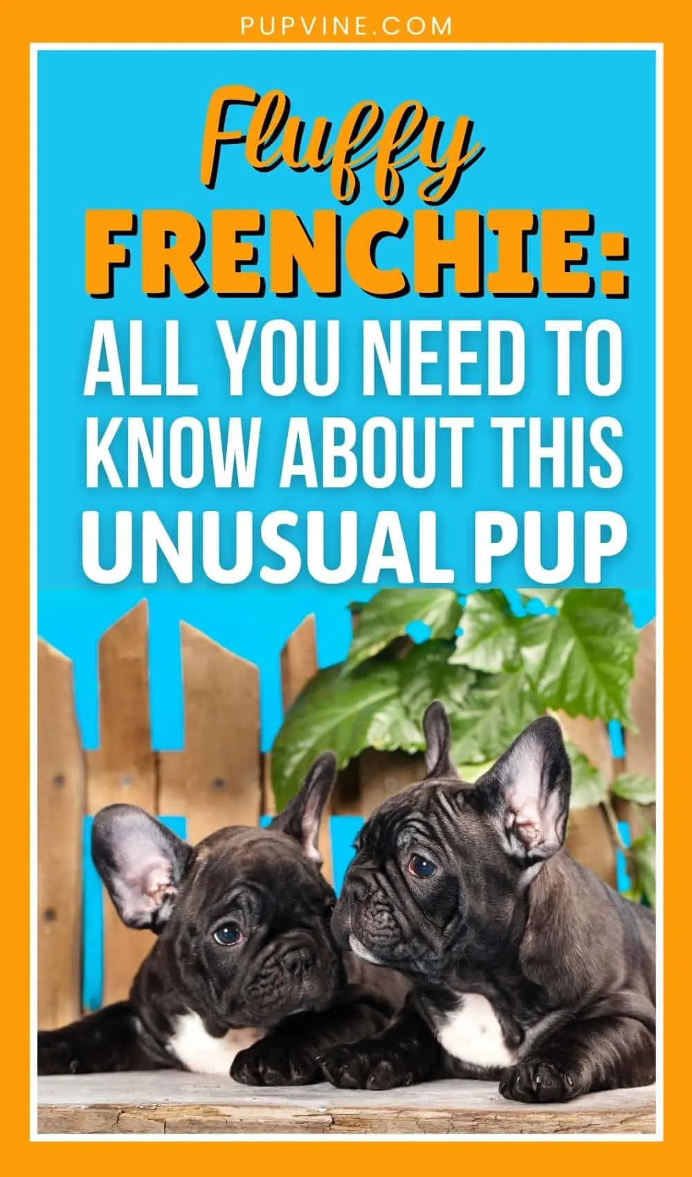 Fluffy Frenchie All You Need To Know About This Unusual Pup