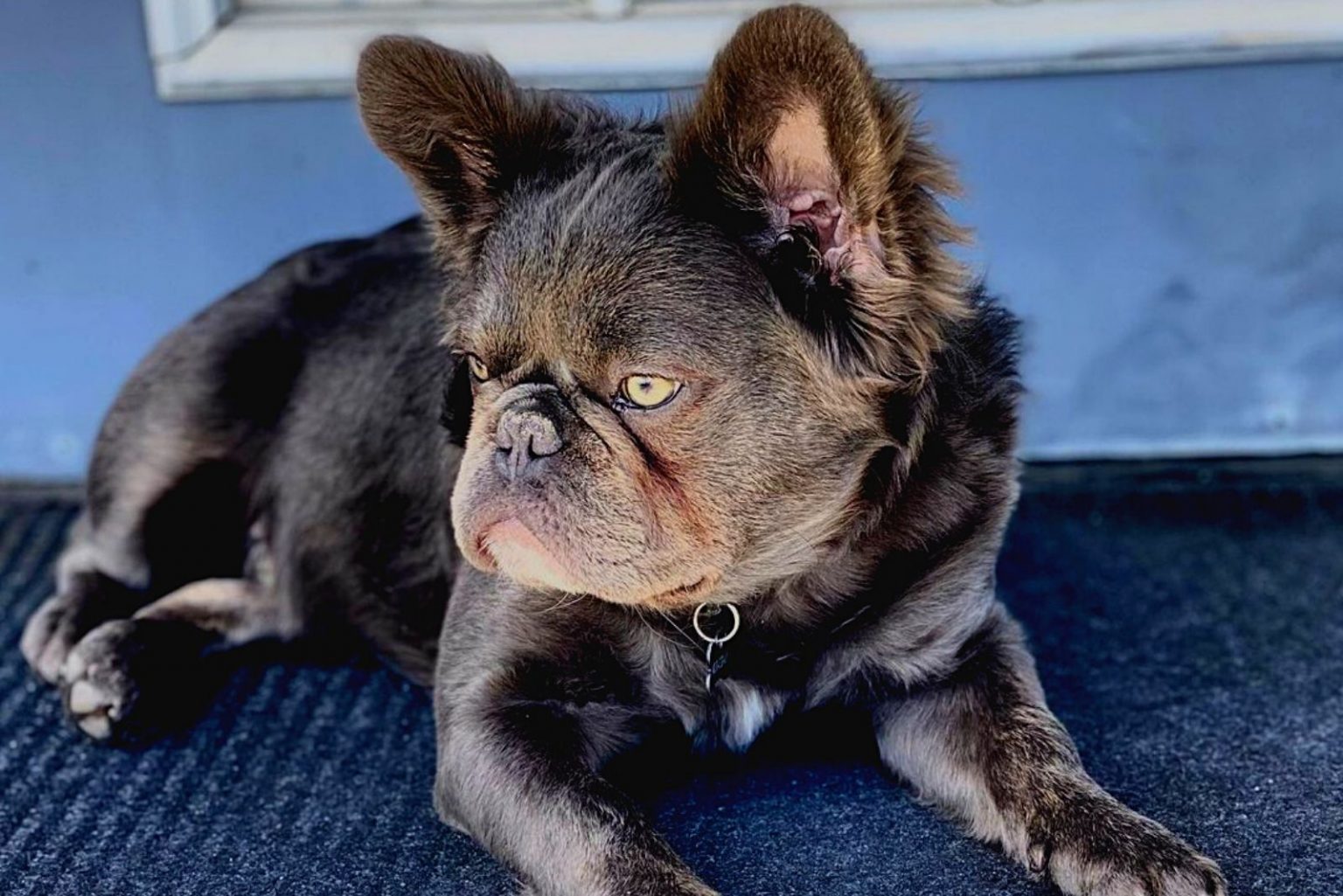 Fluffy frenchie all you need to know about this unusual pup