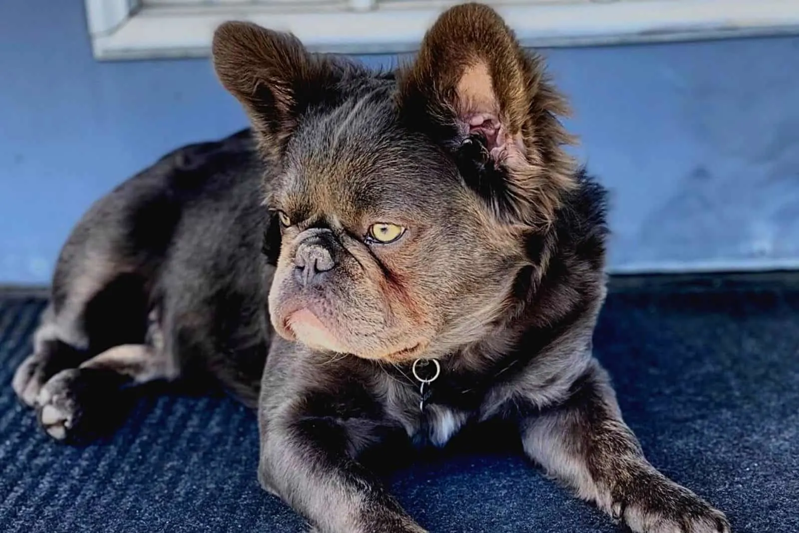 Fluffy Frenchie is resting