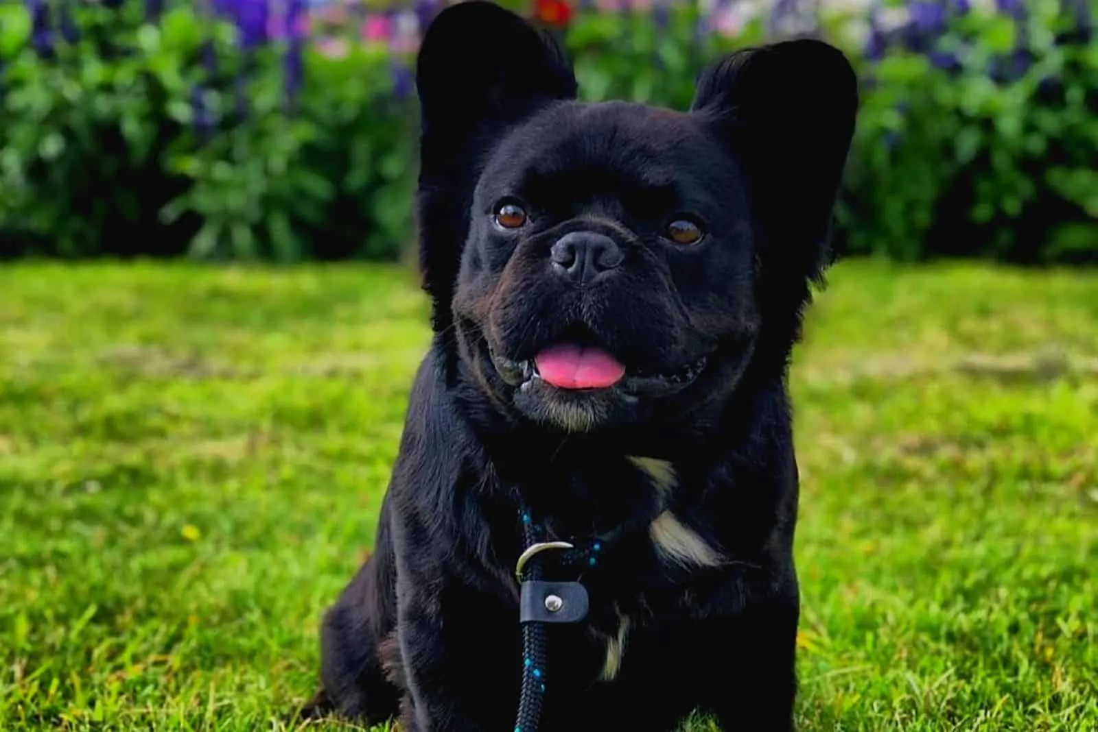 Fluffy Frenchie on a leash sits on the grass