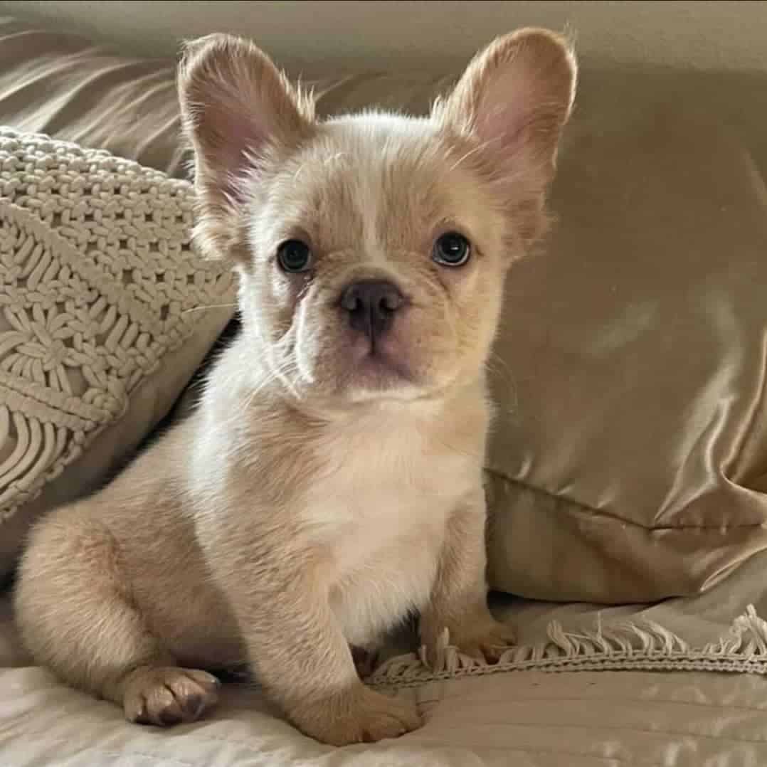 Fluffy Frenchie sitting on the couch